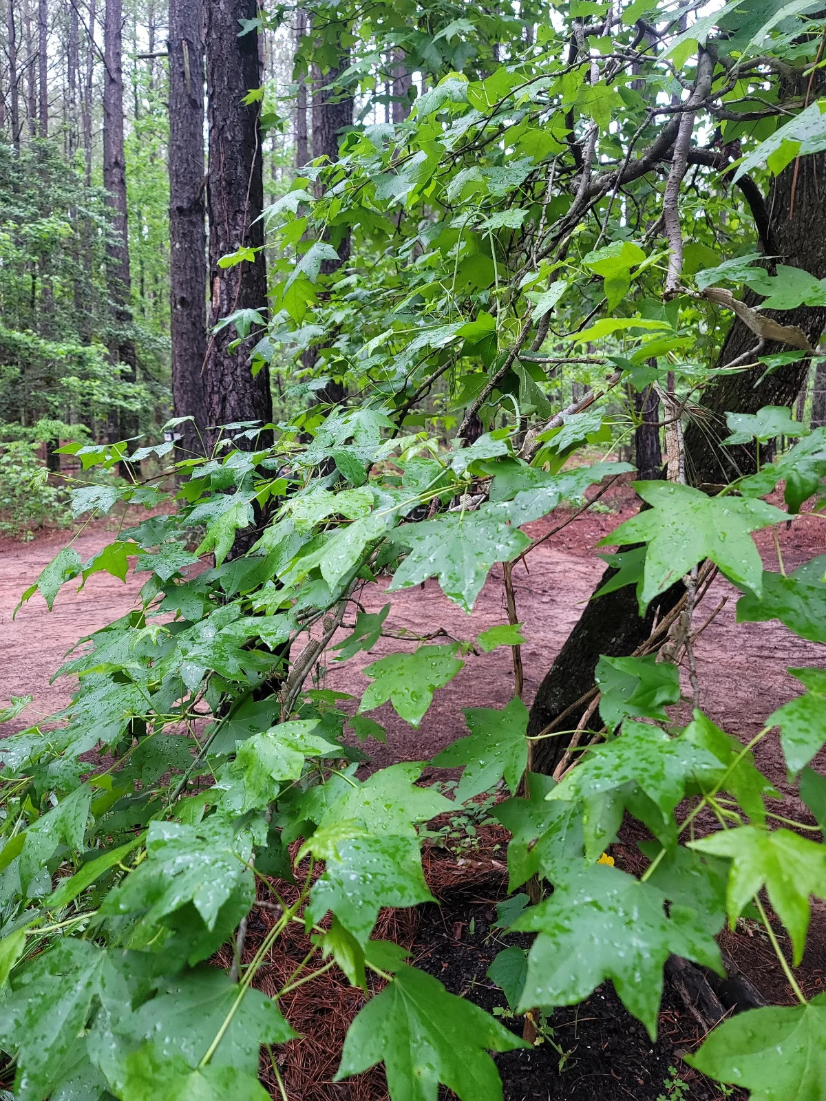 Hand-Picked Organic Dry Wild Sweetgum Leaves