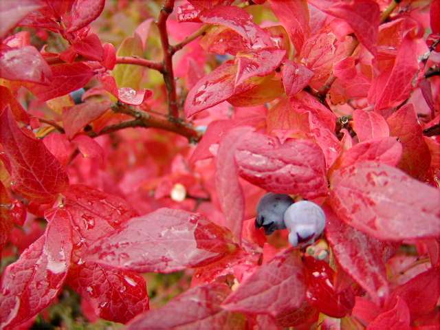 Highbush Blueberry, Vaccinium corymbosum, Seeds (Edible, Hardy, Fall Color)