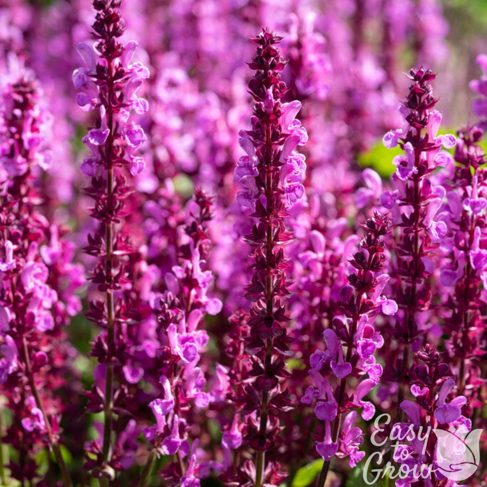 Salvia Lyrical Rose 2 Potted Plants – Rooted in Quart Pots, Easy to Grow
