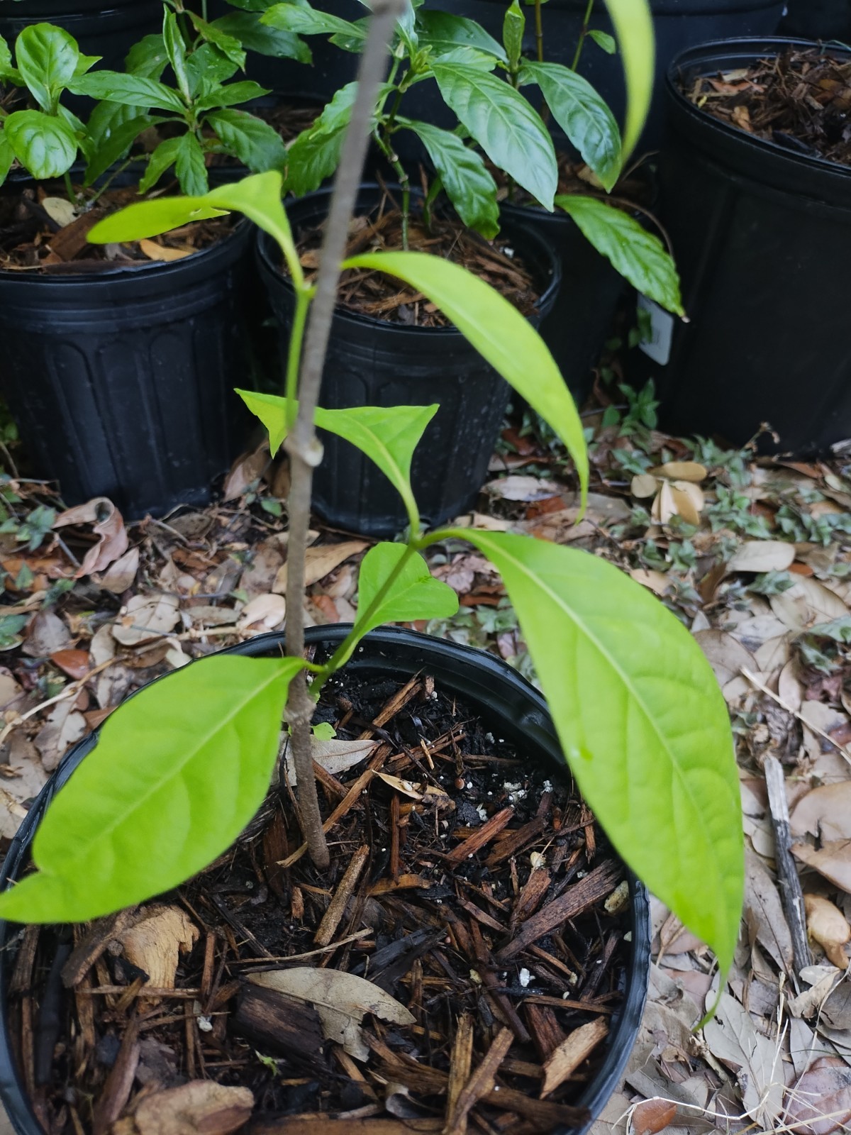 Rare South American Vine, Banisteriopsis C. Plant 18 Inches Tall