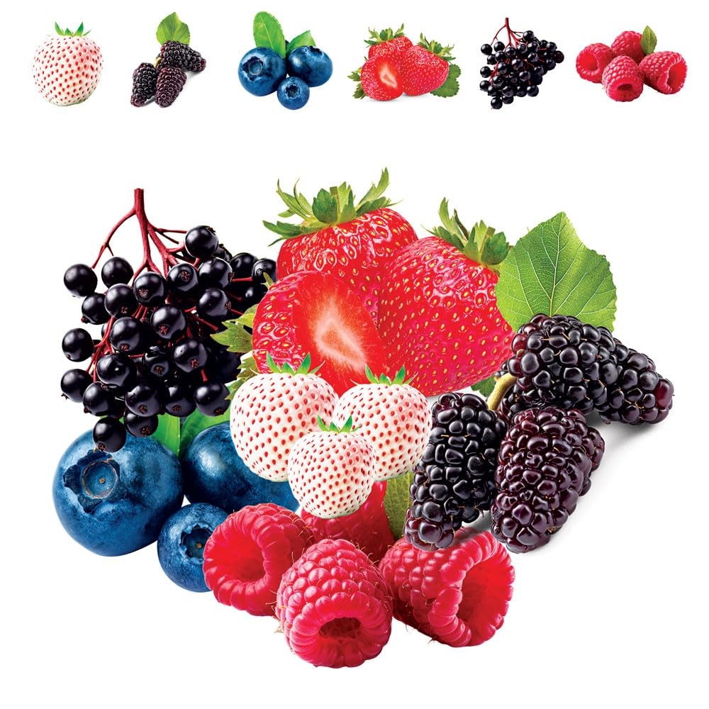 Fruit Garden Seeds Kit for Growing – red purple blue green orange yellow