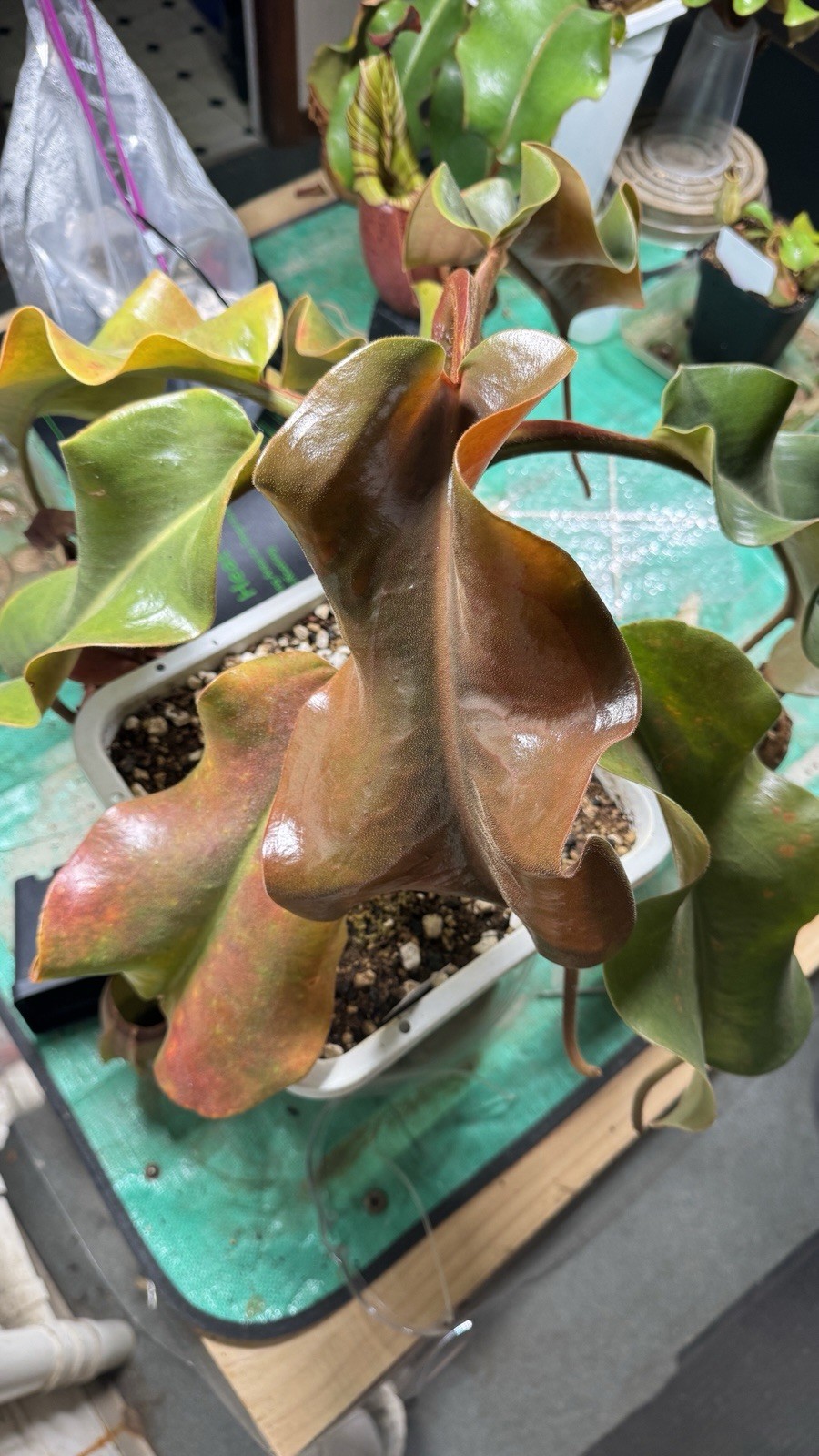 Nepenthes Truncata Highland Reddish Leaves AW Clone 1 Specimen Size Please Read!