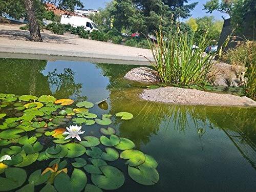 Water Lilly Seeds for Planting | 10 Lotus Seeds | Beautiful Flowering Aquatic Bo
