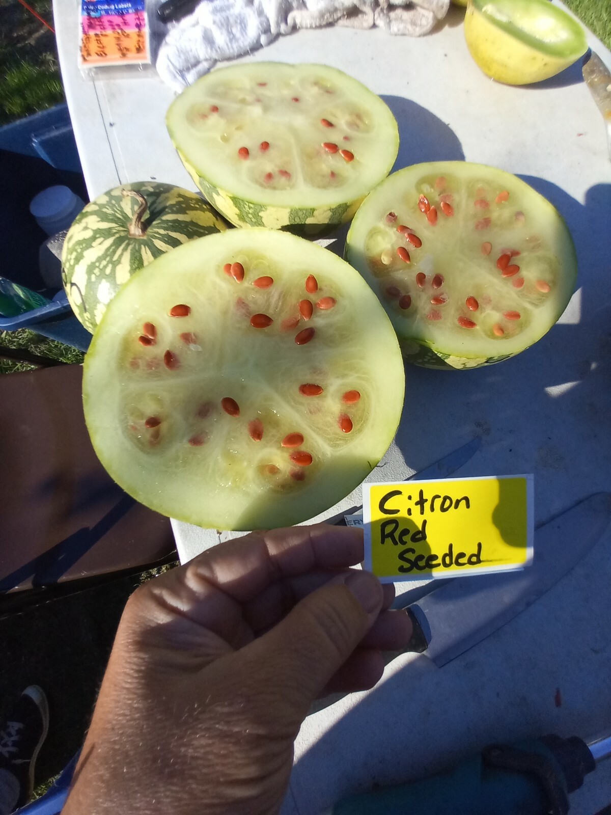 Citron Red Seeded Watermelon Seeds