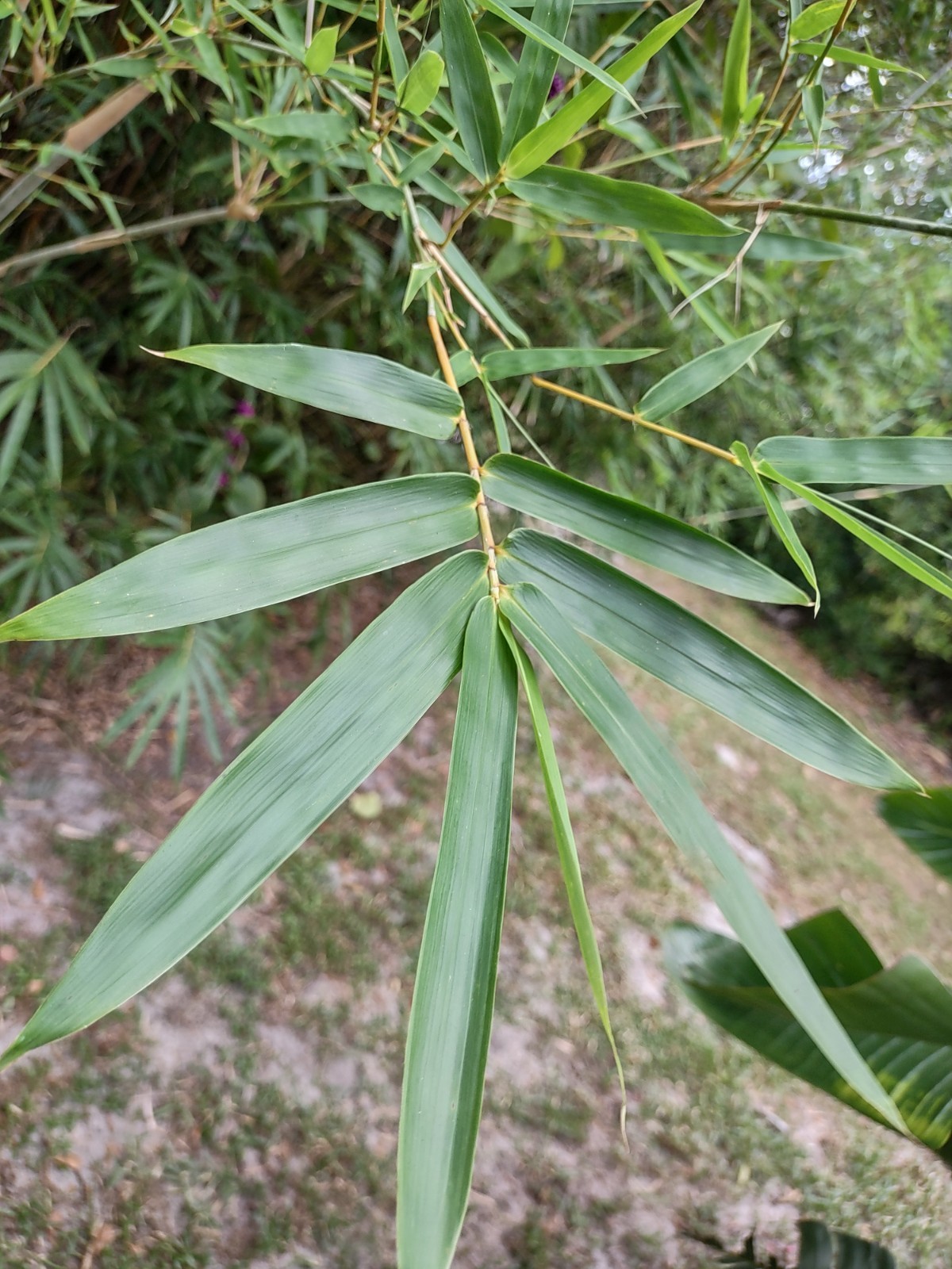 Bambusa multiplex – Green Hedge Clumping Bamboo – Start, One Rooted Cutting