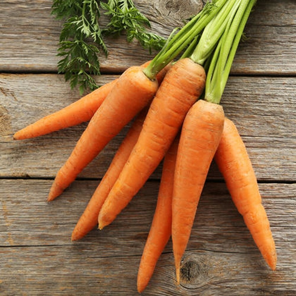 300 LITTLE FINGERS CARROT SEEDS ~ heirloomseedguy ~ 2026 ~ NON-GMO