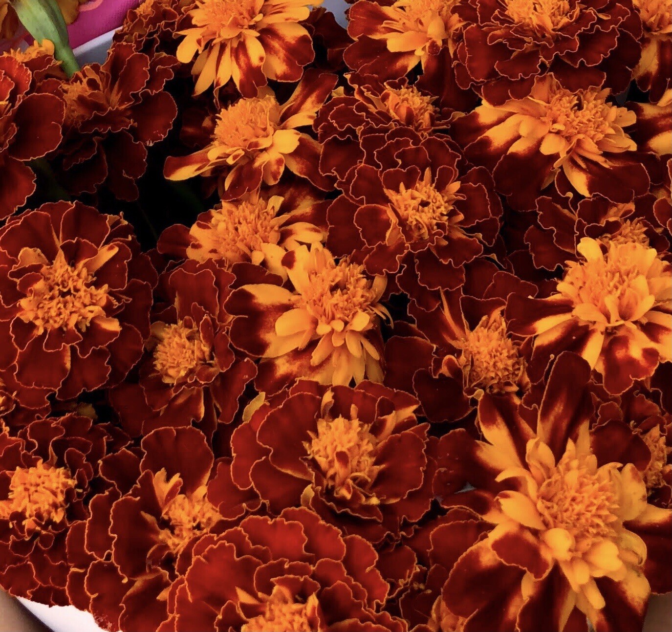 150+ Fresh Petite French Marigold Seeds Prolific Mixed Colors FREE SHIPPING