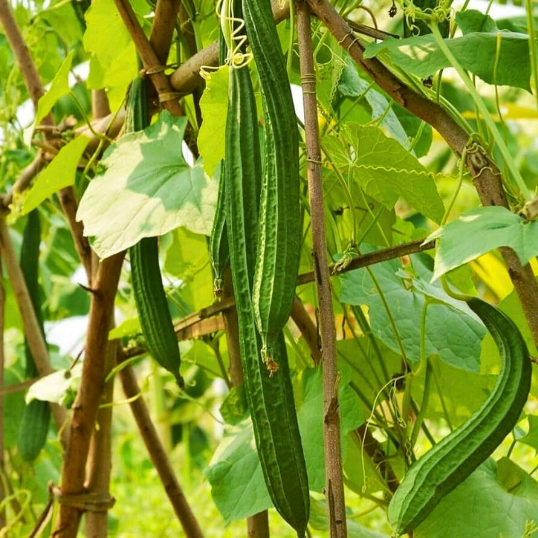 Fresh Chinese Okra Seeds | 15 Seeds | Heirloom Non-GMO | Asian Vegetable Seeds