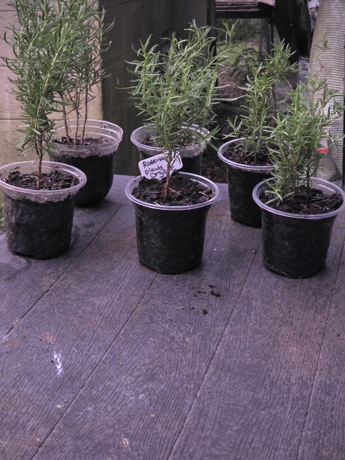 Organically Grown Rosemary plants (Plant only) size & shapes vary