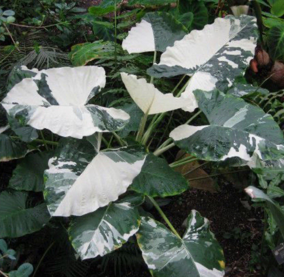 Milky Way- Colocasia esculenta- Elephant Ear – SMALL ROOTED STARTER Plant
