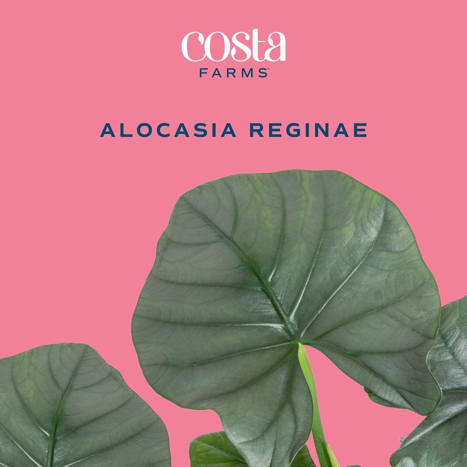 Live Alocasia Reginae Houseplant – Stunning Blue-Gray Foliage, 12-18″ Tall