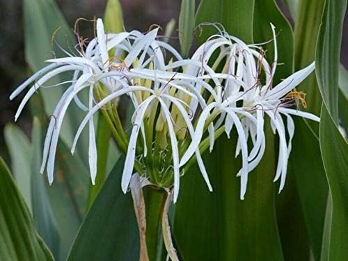 Giant White Lilly Spider Crinum Asiaticum Live Indoor Outdoor Large 24″ Plant