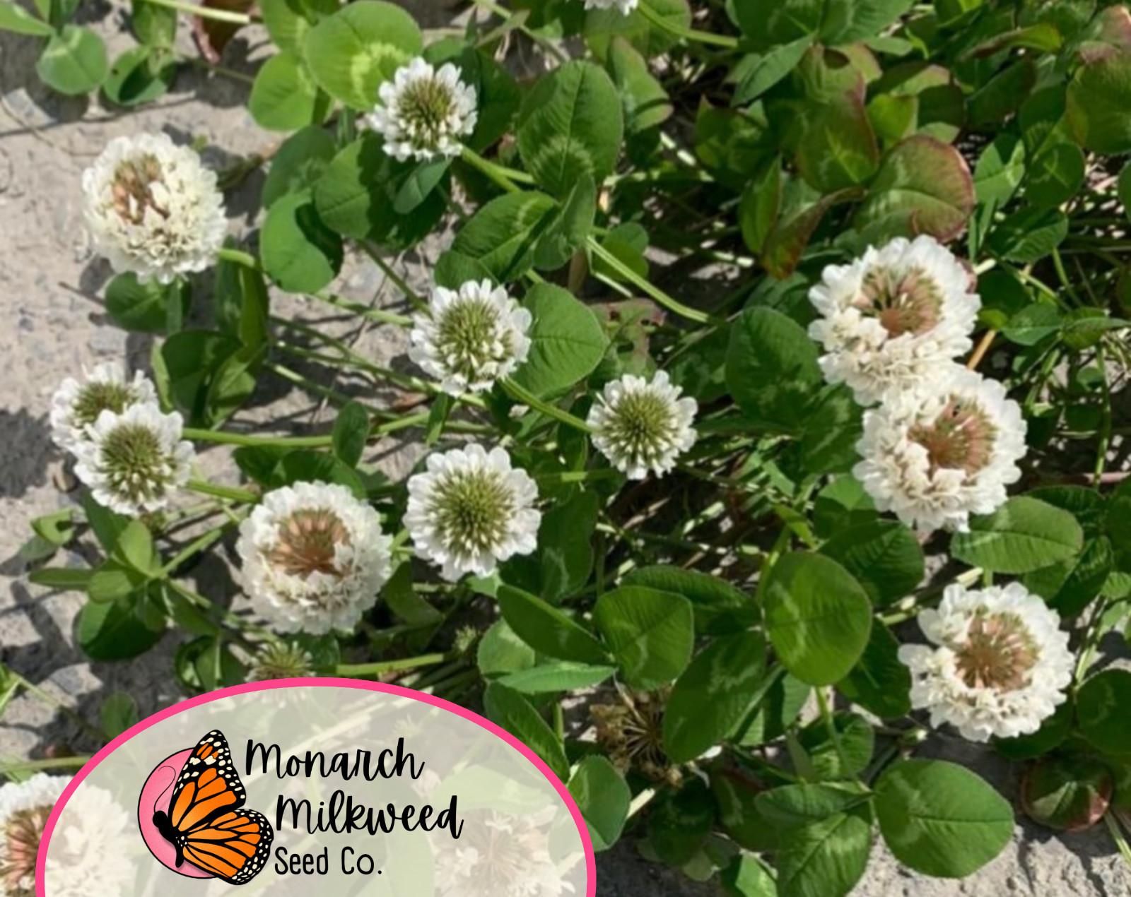 15500+ Ladino Clover Seeds | Flower Garden Seed for Pollinator Bees, Butterflies