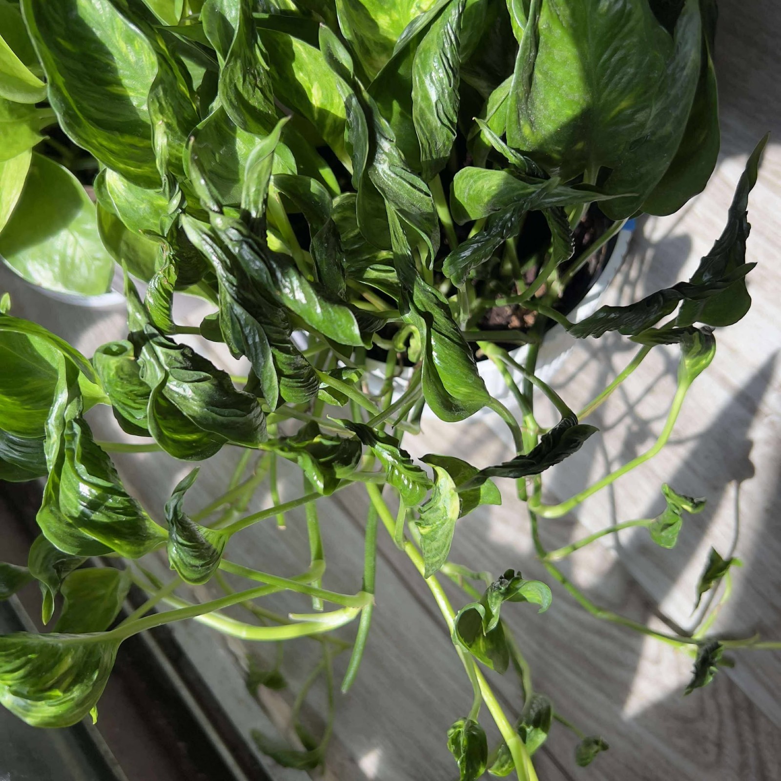 6 Live Plant Cuttings Combo: Unrooted Pothos Philodendron Indoor House Plants