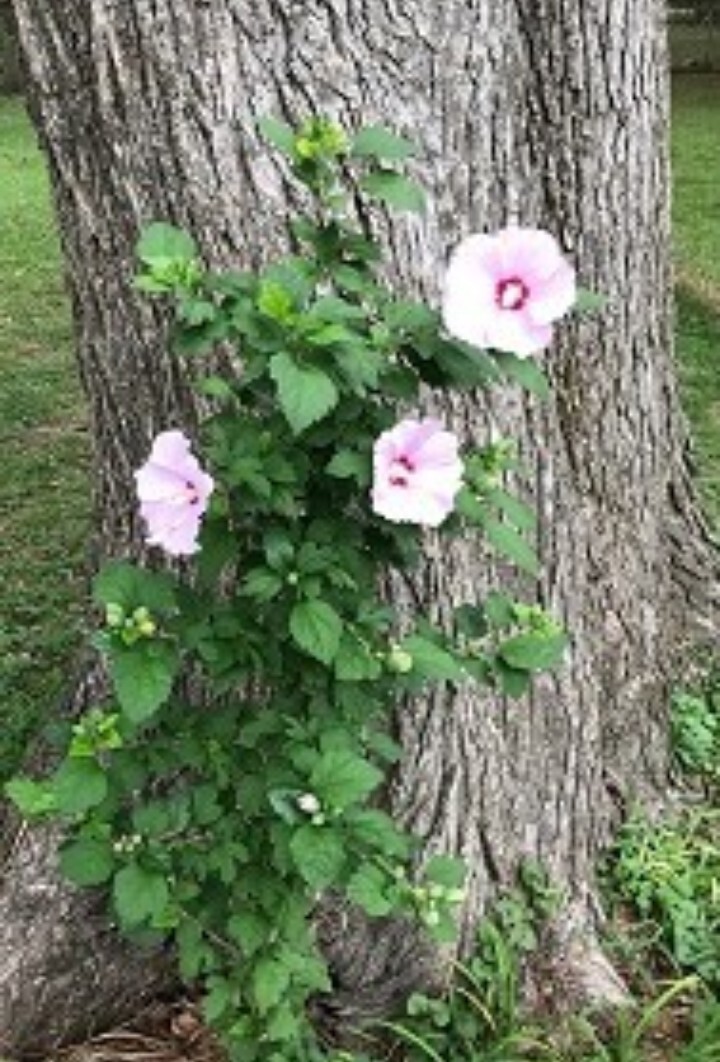 4 Rose Of Sharon Hibiscus 2+ Year Old Live Plant Roots fast grow Heavy Rooted