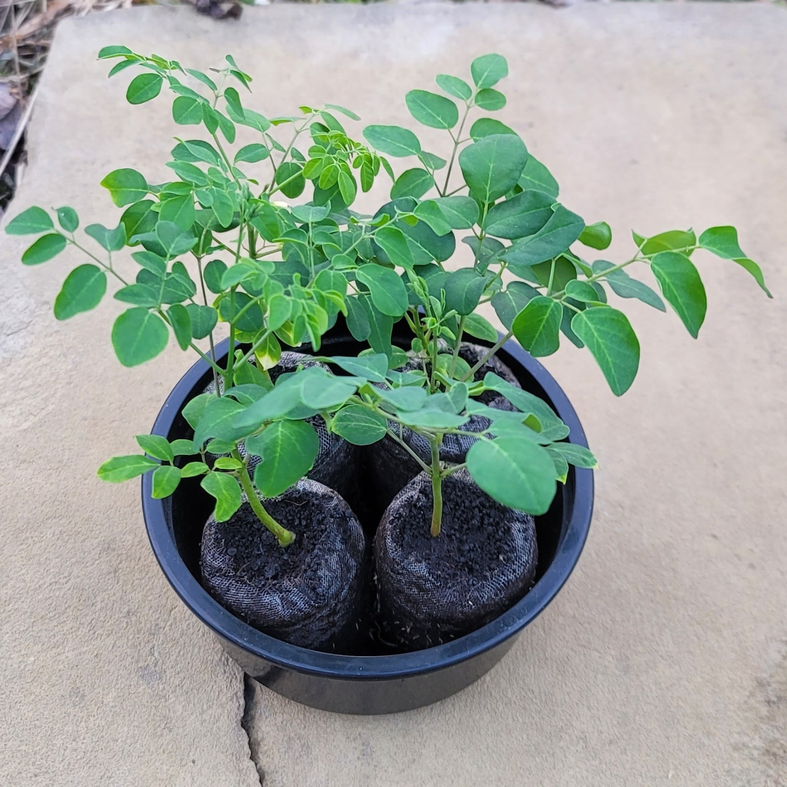 2 Live PKM-1 Moringa Seedlings – Moringa Oleifera Starter Plants