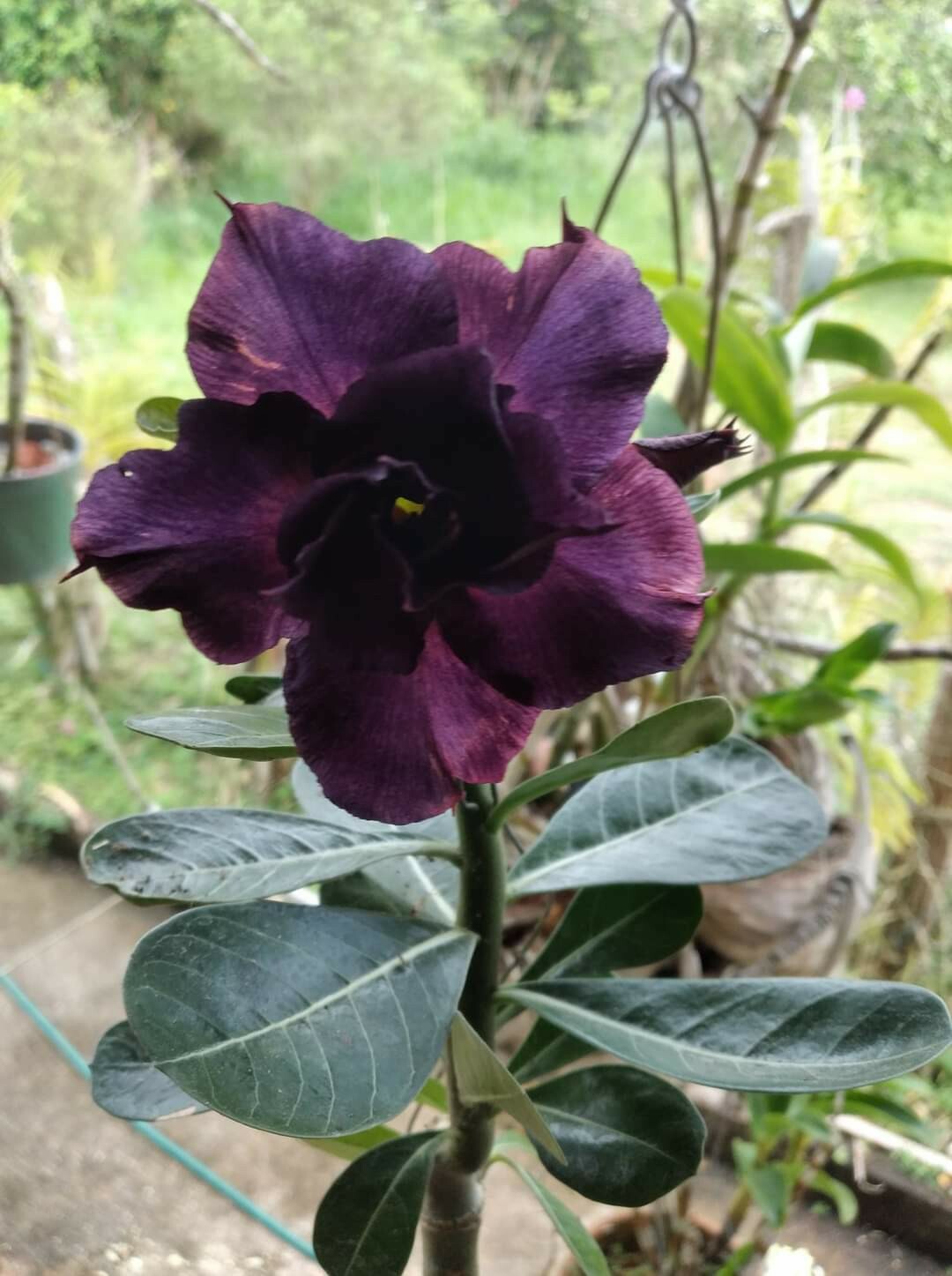 1 Desert Rose purple plant seedling Adenium Obesum purple Baby Plant See Pics