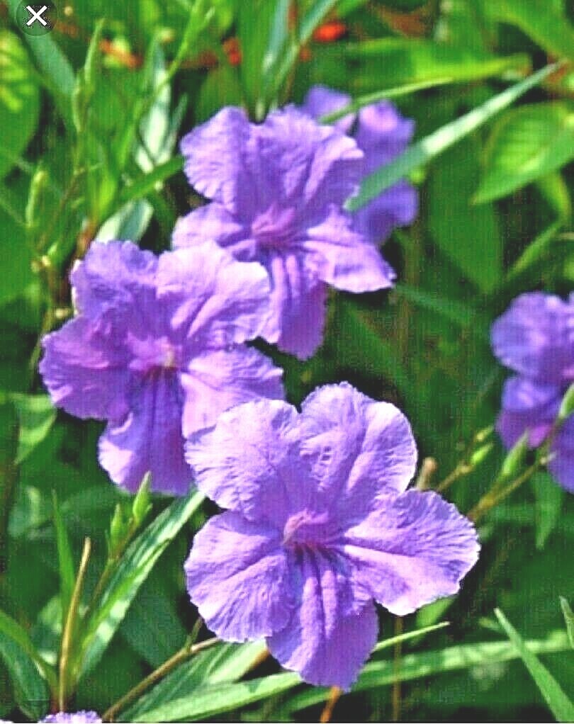 MEXICAN PETUNIA 10 Cuttings, Perennial, Attracts Butterflies, Hummingbirds