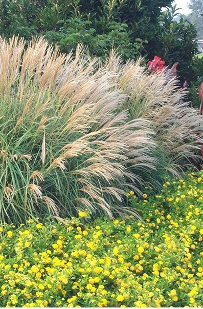 LIVE 3+ yo LARGE ADAGIO MAIDEN GRASS PLANT CLUMP FULLY ROOTED PLANTS