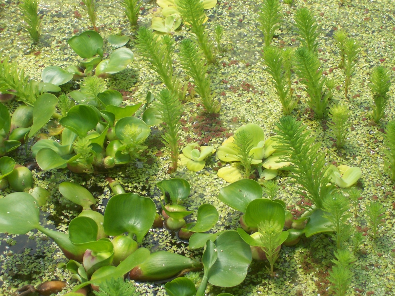 HELENS,PARROTS FEATHER,12 PLANTS, WATER POND MAKES A OXYGENATOR,SPAWNING PLACE