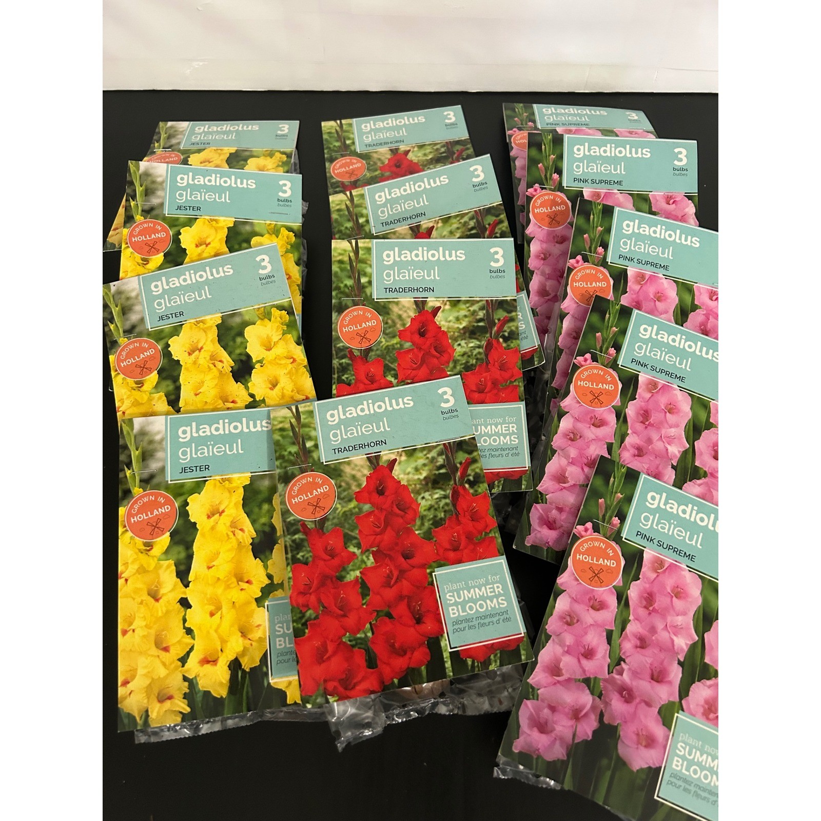 Flower Bulbs x 12 Summer Bulk Gladiolus Jester Traderhorn Pink Supreme Holland