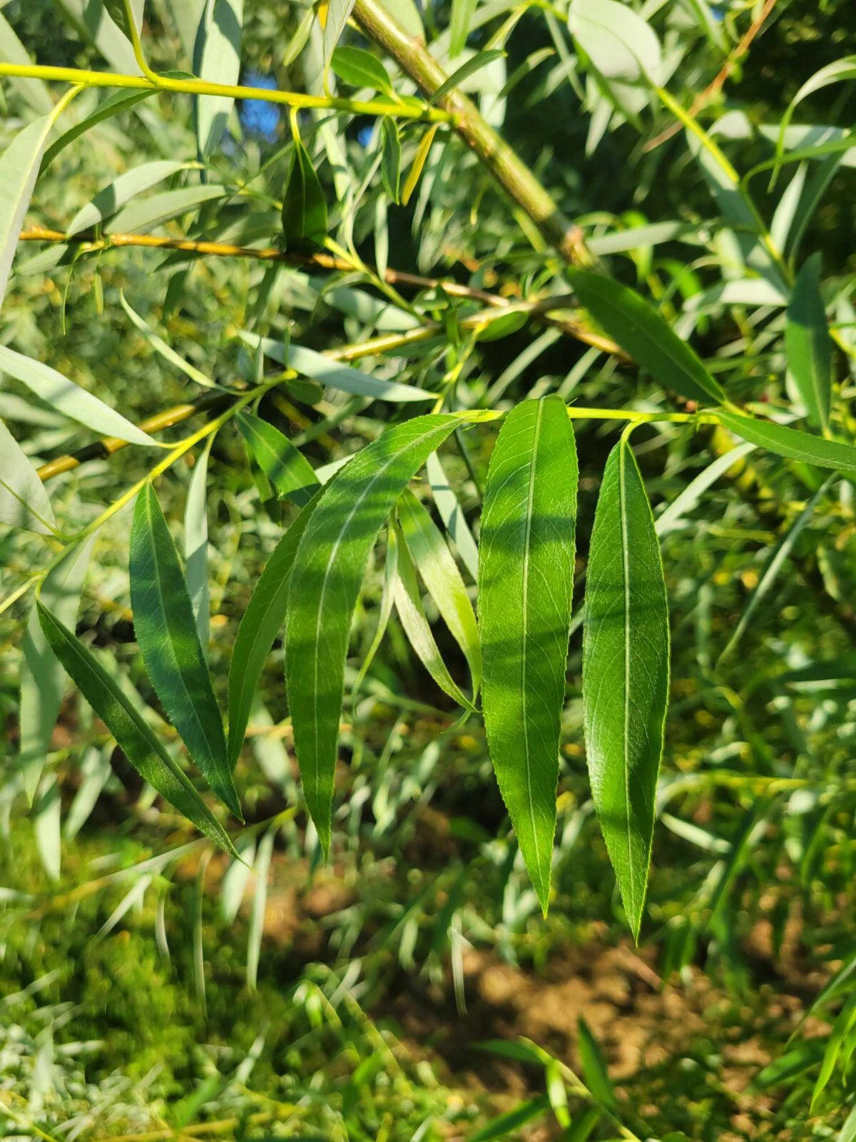 BEST DEAL ON EBAY! 400 Large Austree Willow Cuttings 10″ THICK STOCK