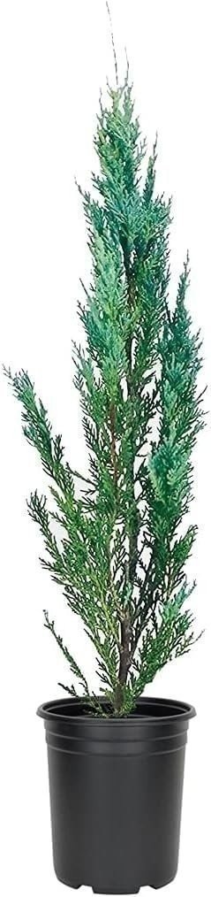 Juniper Moonglow | 4 Inch | Juniperus scopulorum | Groundcover | Erosion Control