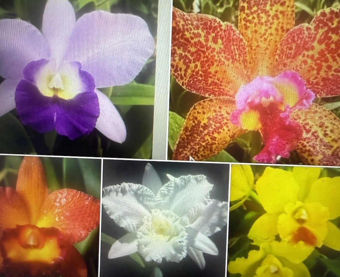 Orchid Plants 5 different 3 in pot w tags bloom size