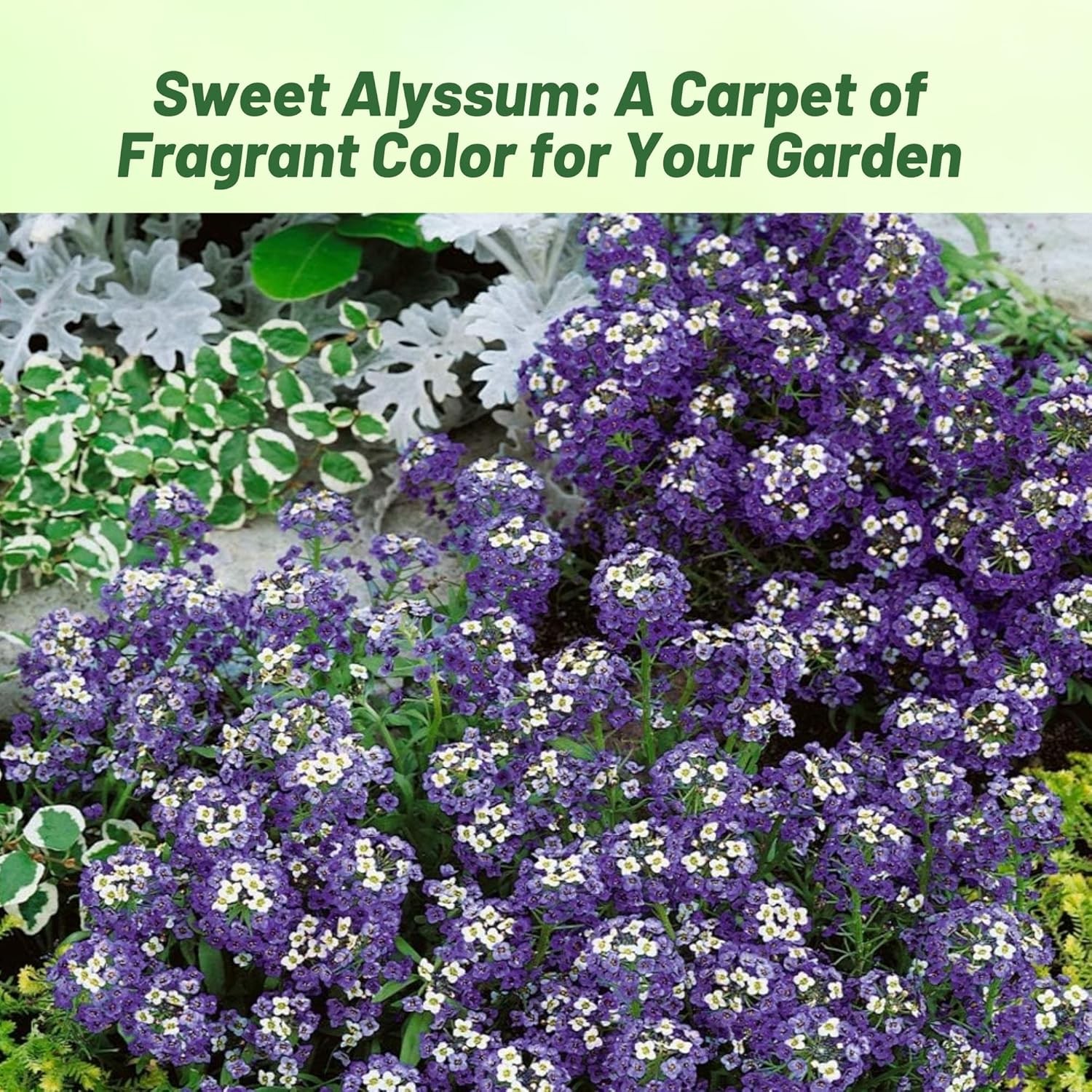 10000 Seeds Alyssum Violet Queen Drought Resistant Ground Cover Plant &