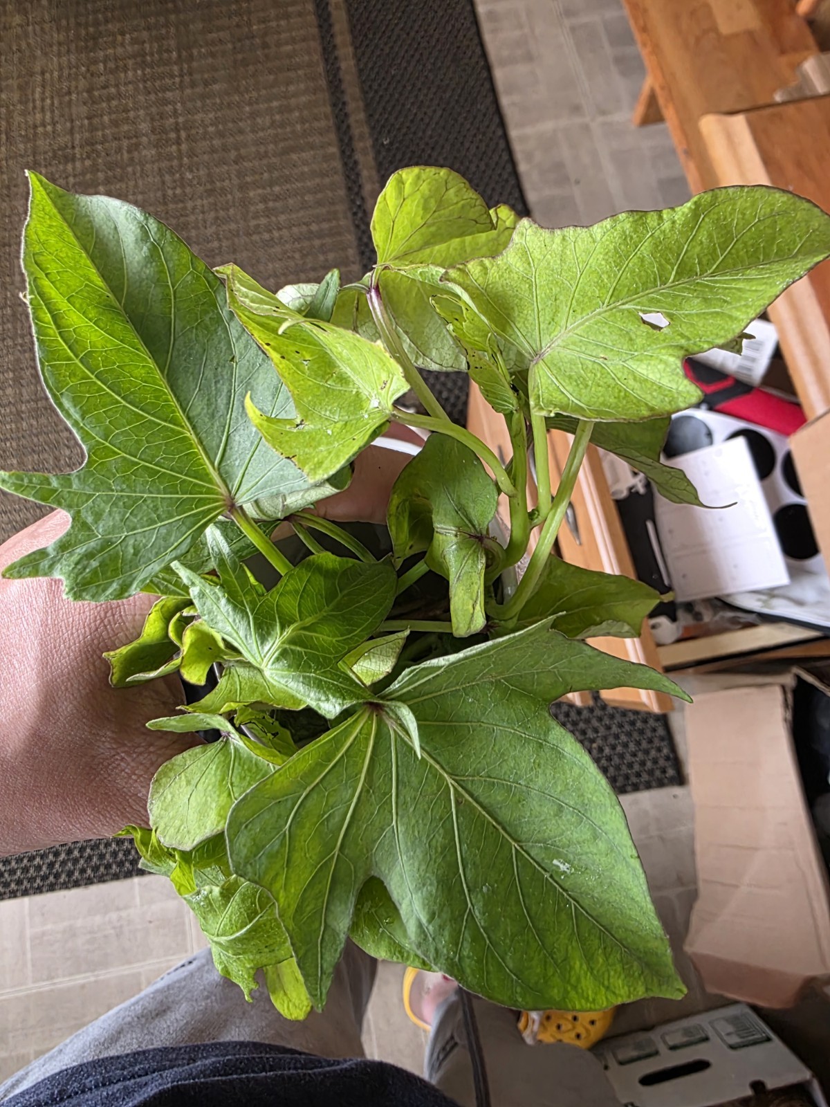 10 Special Hawaii Okinawa Purple Sweet Potato Slips -Cuttings – Have Roots-RARE