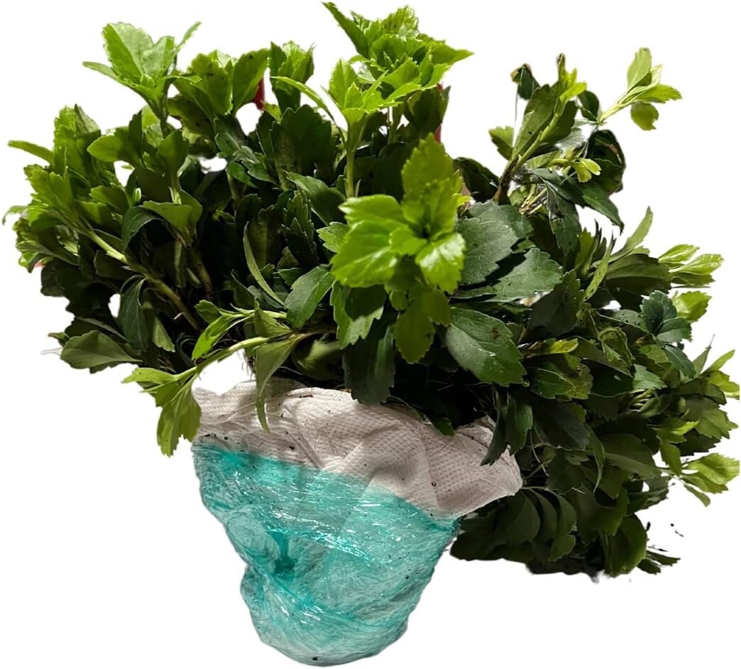 pachysandra terminalis 100 bare root plants
