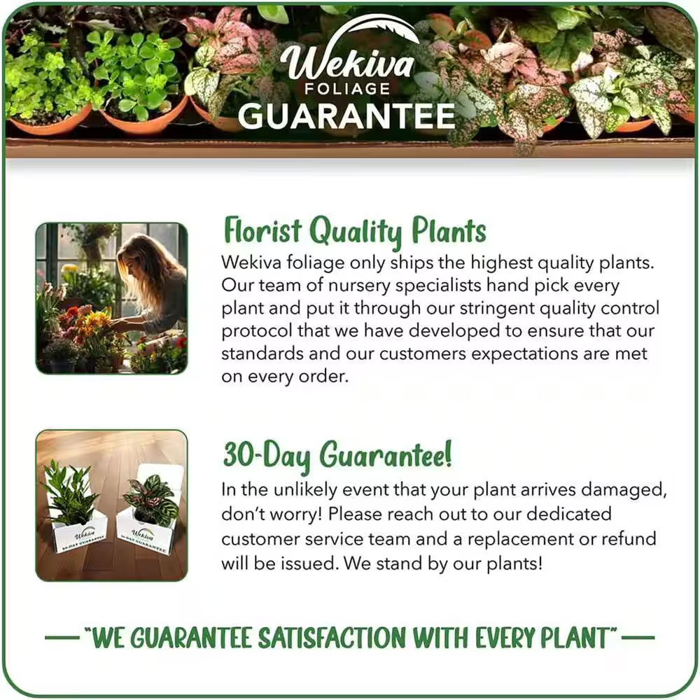 Philodendron Variety Pack-3 Live Plants in 2 In. Pots-Grower’S Choice of Rare an