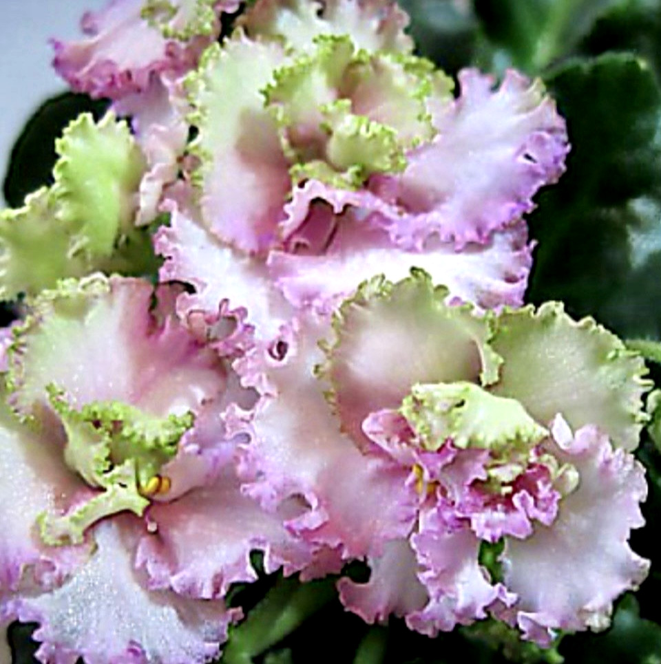 African Violet LE Green Rose Starter