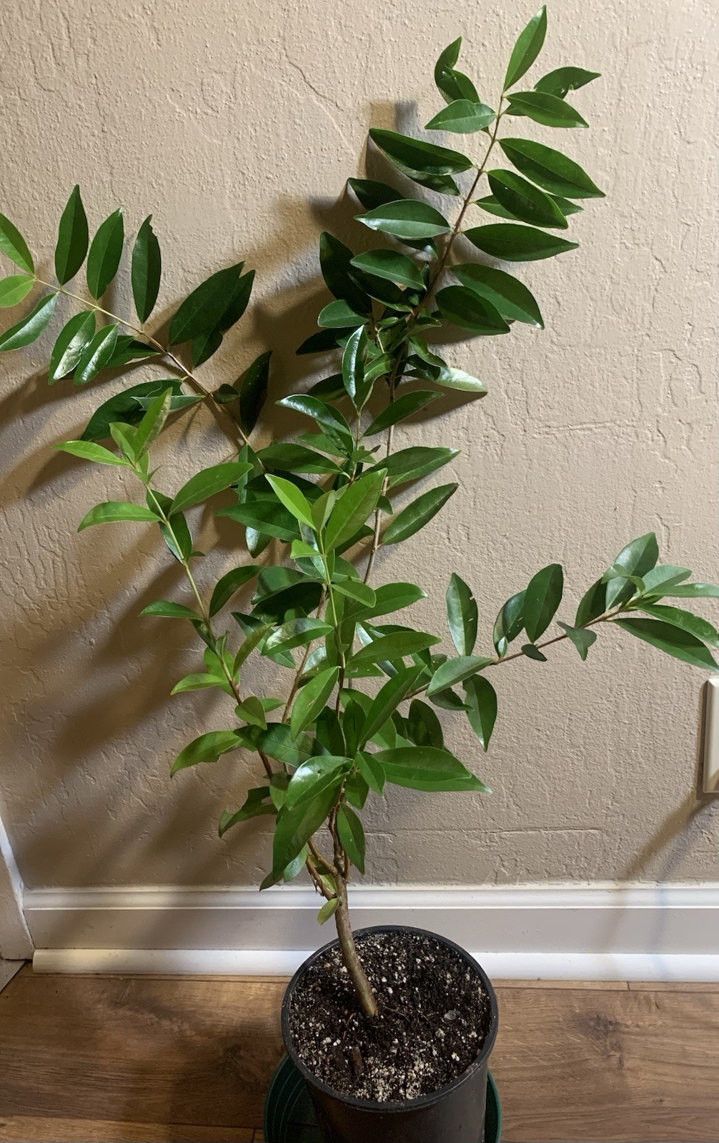 Savannah Cherry Eugenia Calycina Rare Cold Hardy