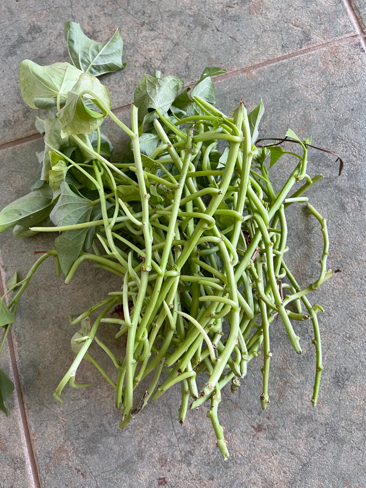 20 Japanese sweet Potato plant vine Cuttings – special for top leaves – veggies