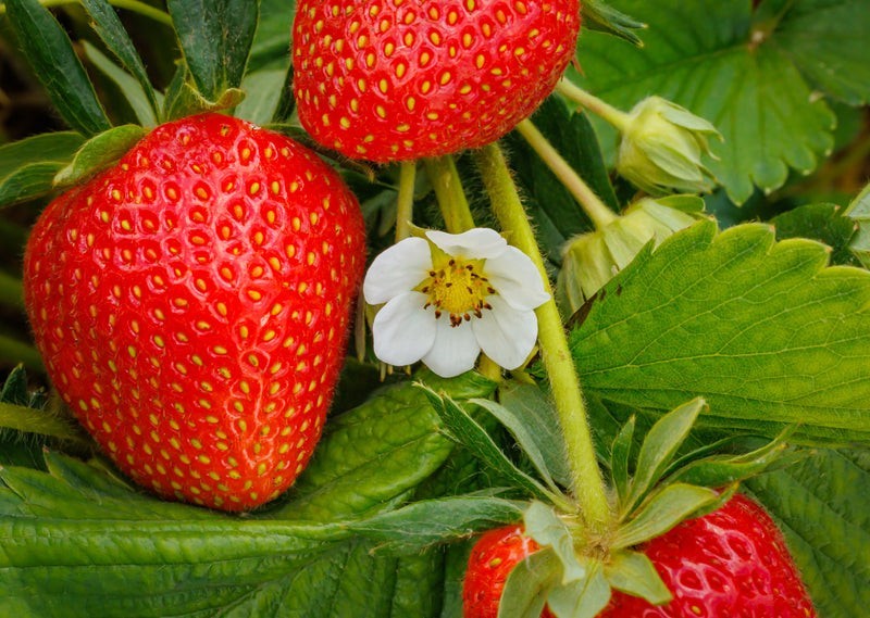 San Andreas Everbearing Strawberry -High Yielding, Day Neutral, X Large Berries-