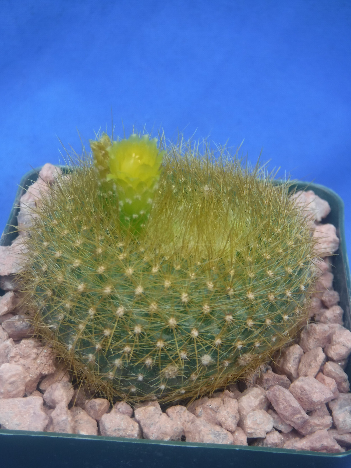 Notocactus graessneri v. flaviflorus Cactus Neon YELLOW/GREEN Flower 3″ Pot Size