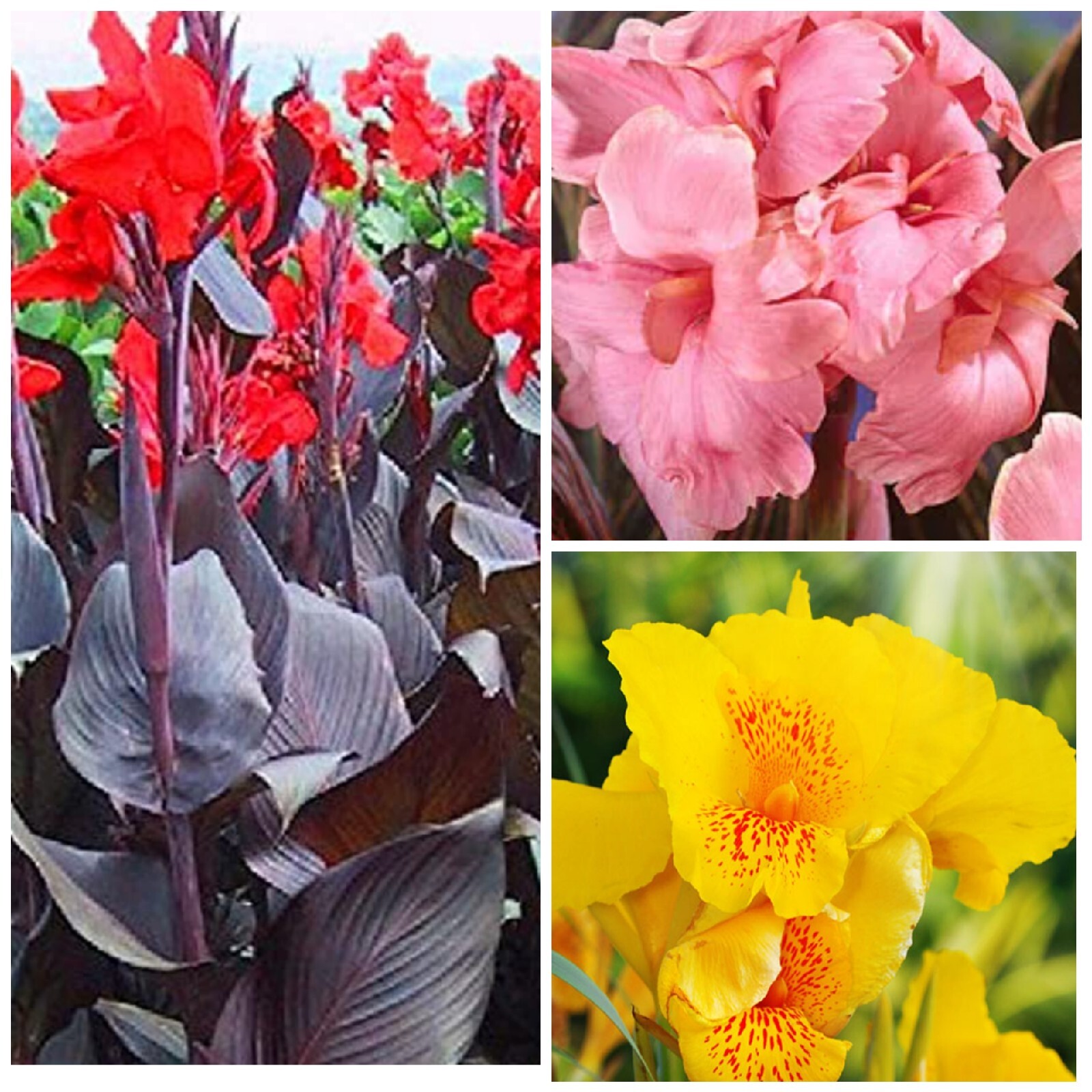 3 MIXED TALL CANNA LILY Mix Colors Attract Hummingbird Butterflies