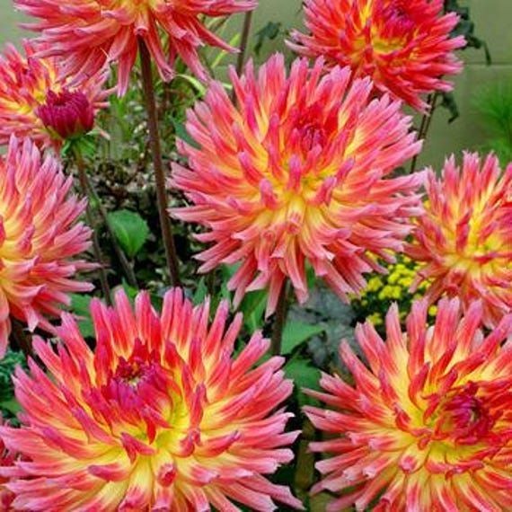 25 Dahlia Seeds Perennial Heirloom Pollinator Flower Flowers “Kasagi”