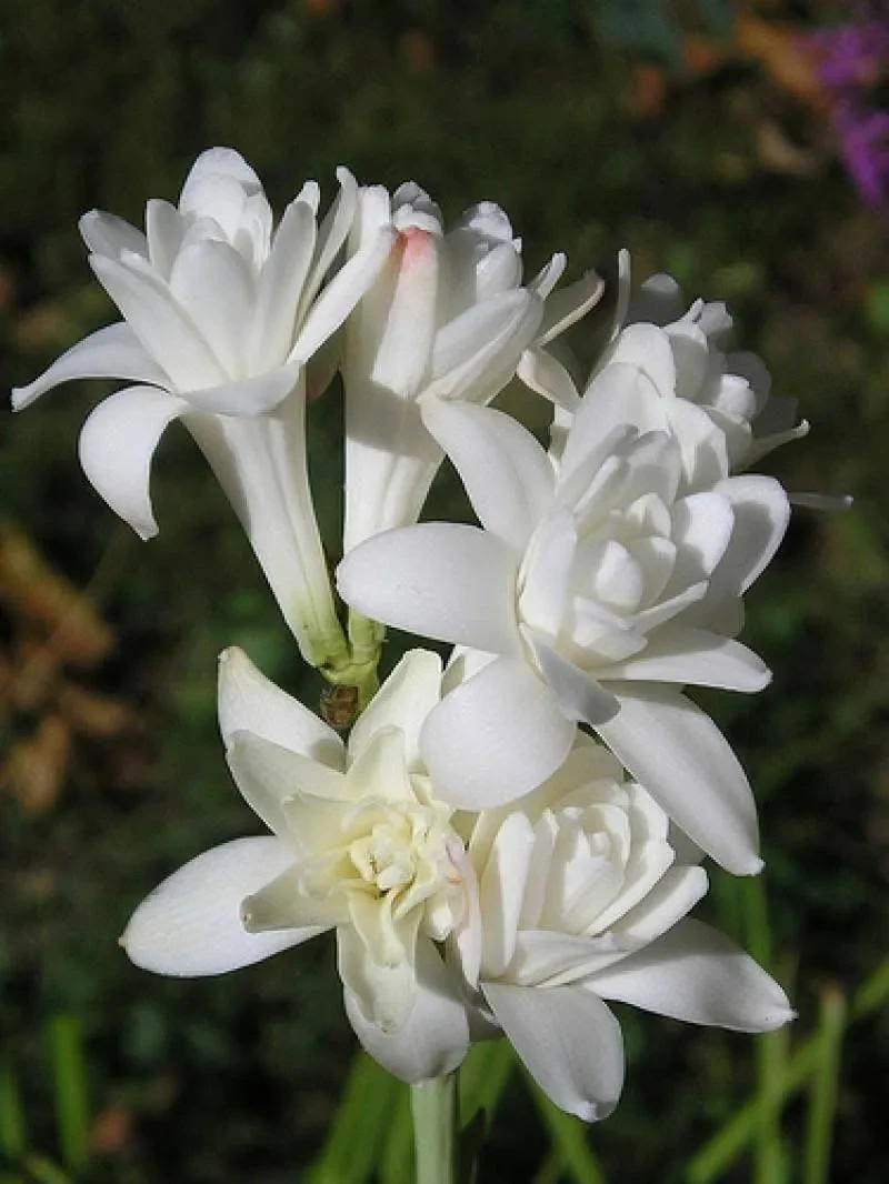 3 New! Large Double White Mexican Tuberose Polianthes Lily Fragrant