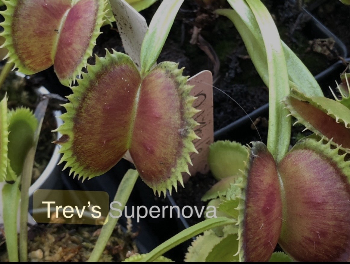 Dionaea Muscipula Venus Flytrap Trev’s Supernova Medium Division