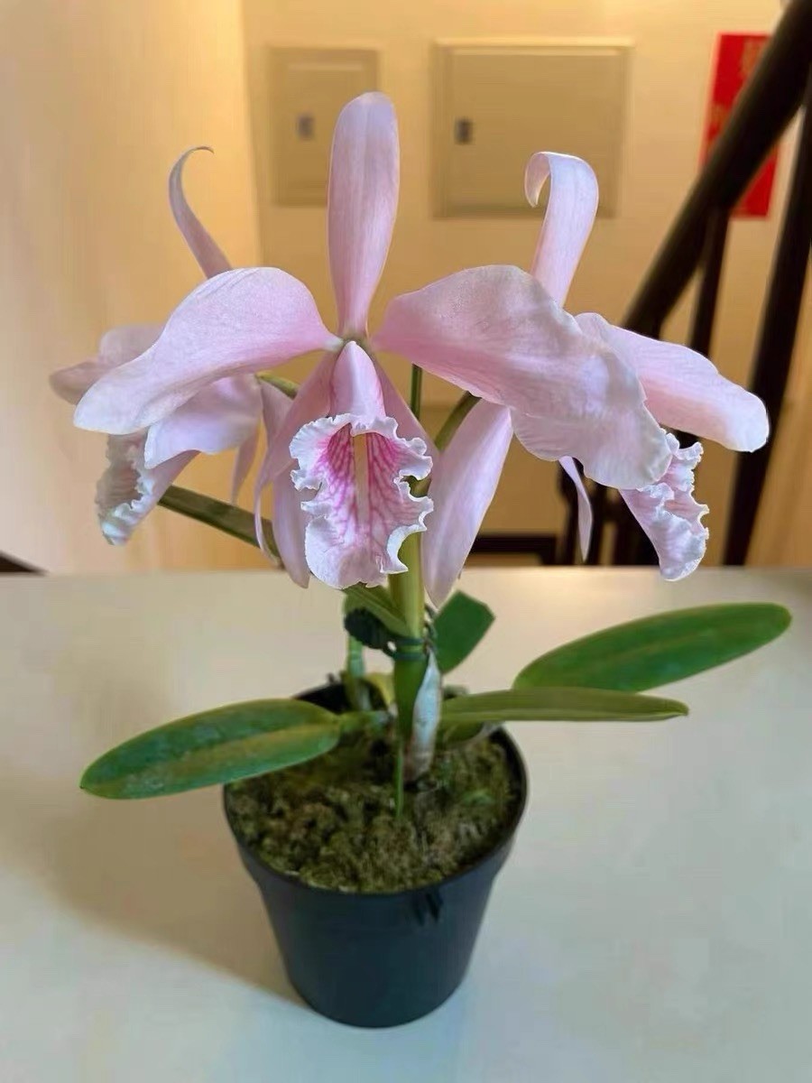 Cattleya maxima carnea ‘Sakura Whisper’ x Self Seedling Exact Plant Orchid