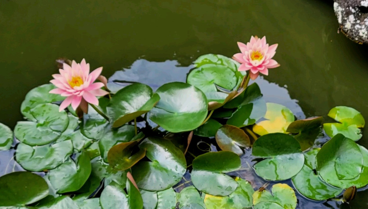 Live Nymphaea Hardy Hawaiian Angelskin Waterlily Aquatic Pond Plant with Rhizome