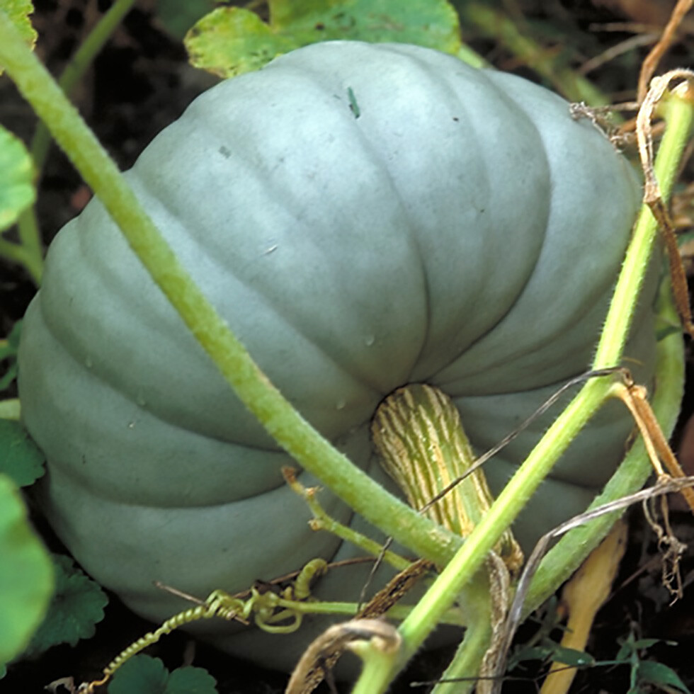 Jarrahdale Blue Pumpkin, (Cucurbita maxima), Seeds