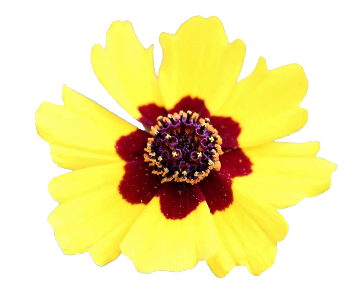 1000+ Dwarf Plains Coreopsis Edible Medicinal Wildflower Seeds | Native Tickseed