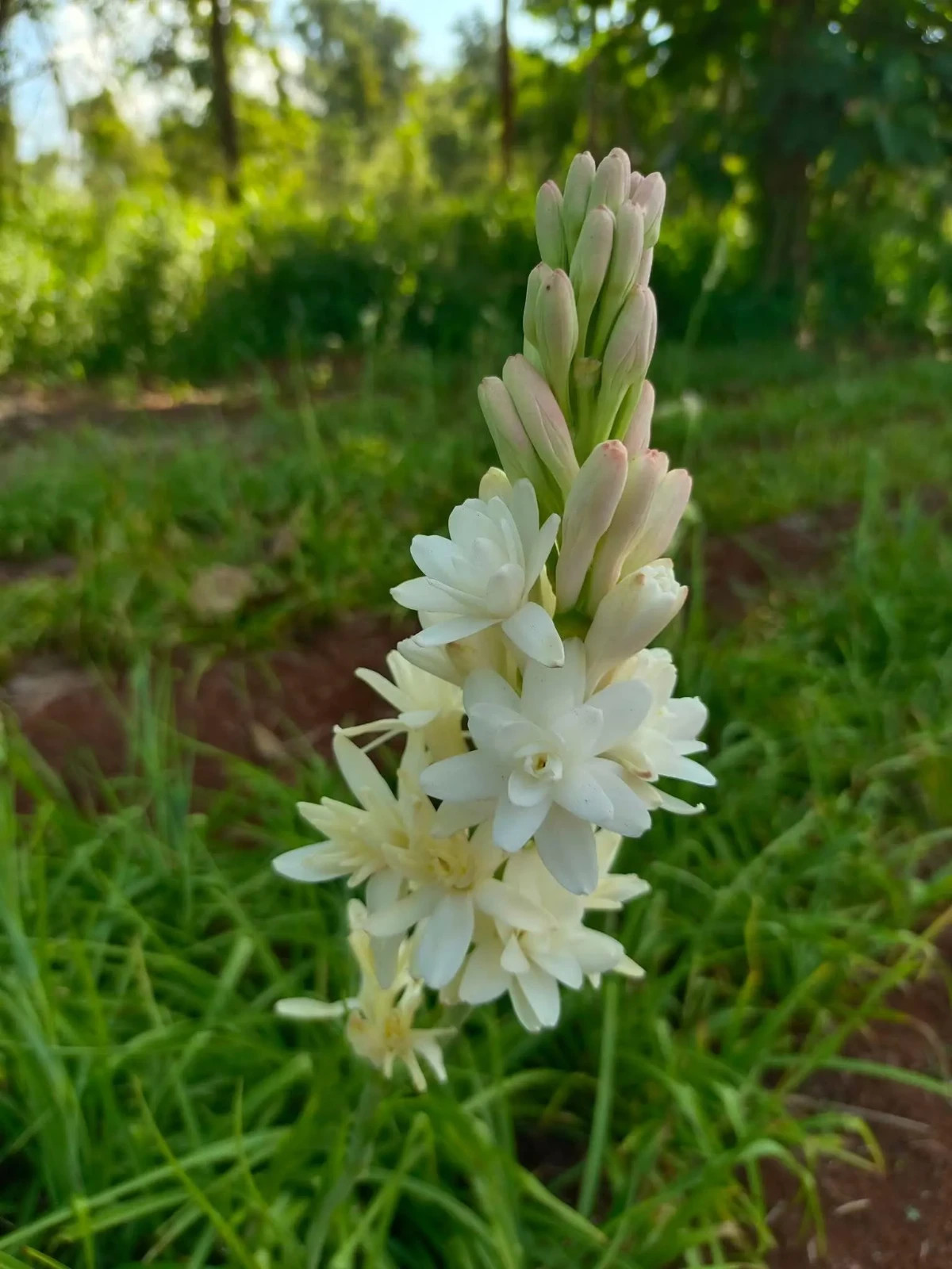 3 New! Large Double White Mexican Tuberose Polianthes Lily Fragrant