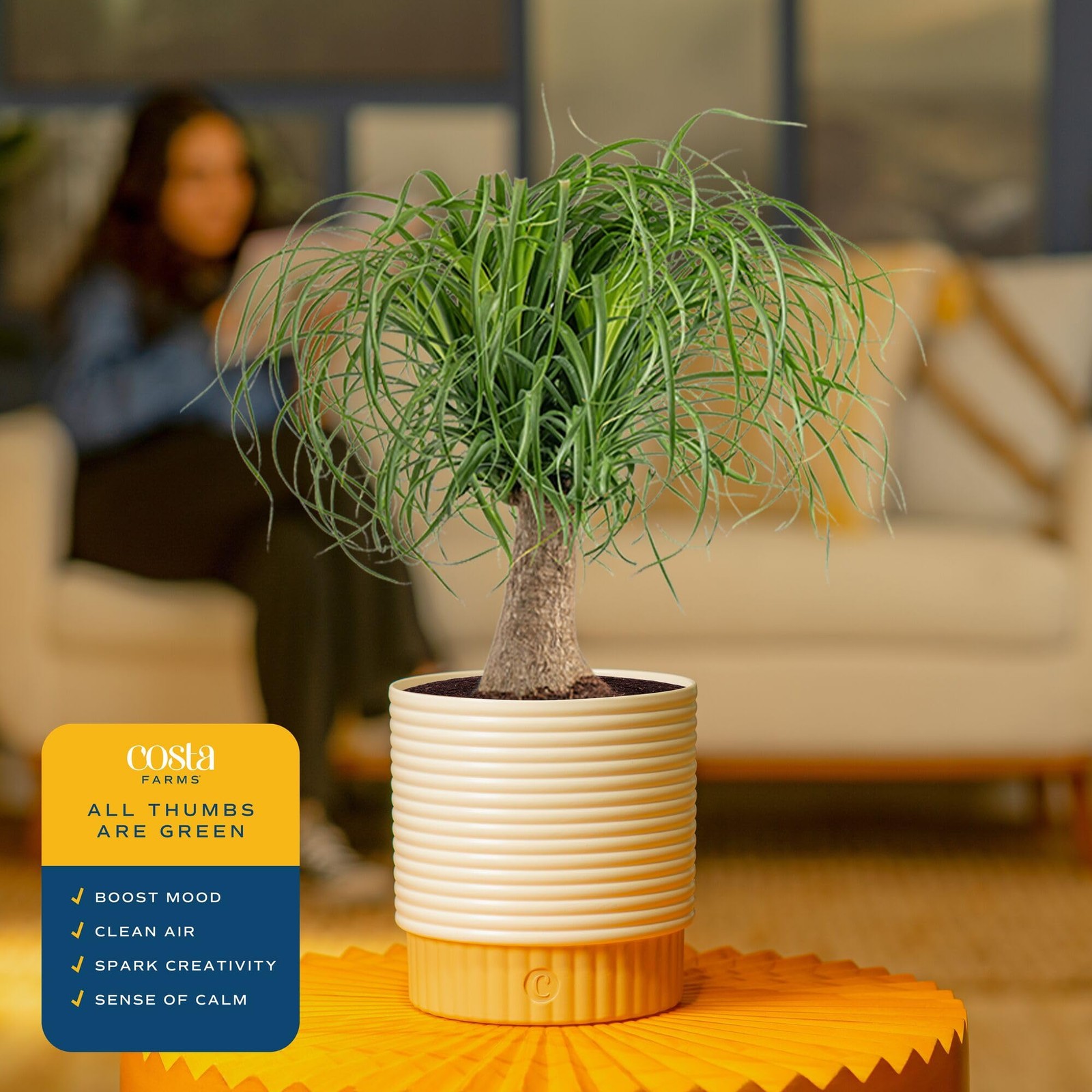 Costa Farms Ponytail Palm Live Plant in Decorative Pot, Easy to Maintain Indo…