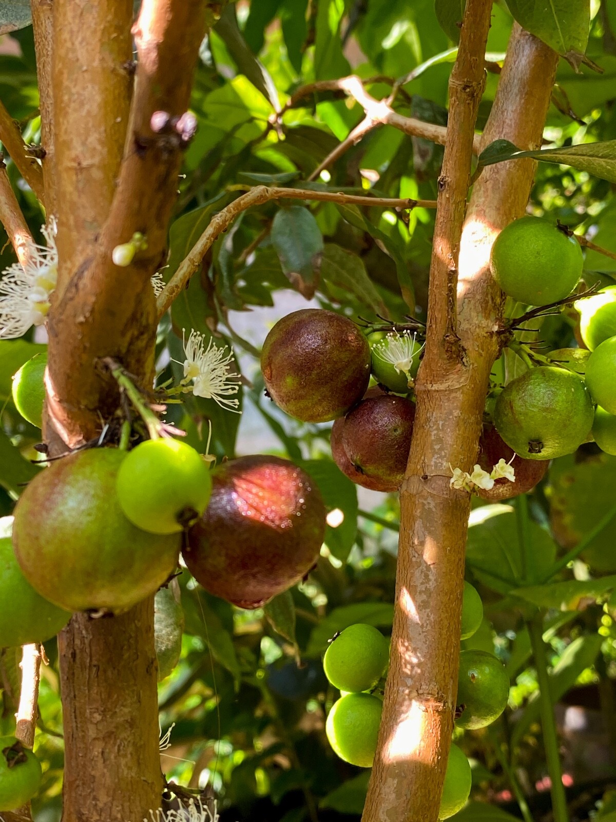 Jaboticaba Plinia Phitrantha var. ESALQ Fruit Tree tropical Plant VERY RARE!