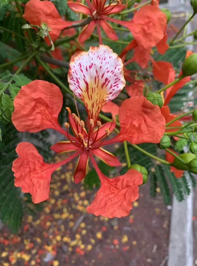 Flamboyant Flame Tree – Delonix regia 25 seeds!