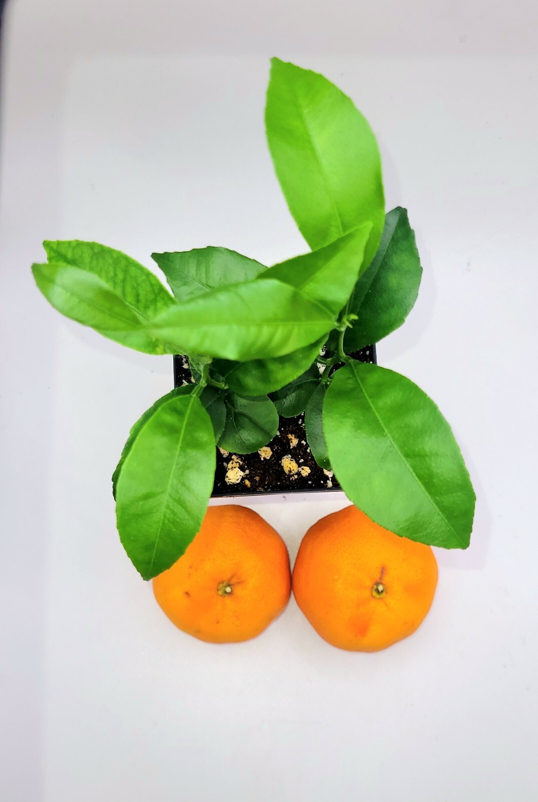 Pot Of 2 Clementine Mandarin orange seedlings, 3-5 inches tall